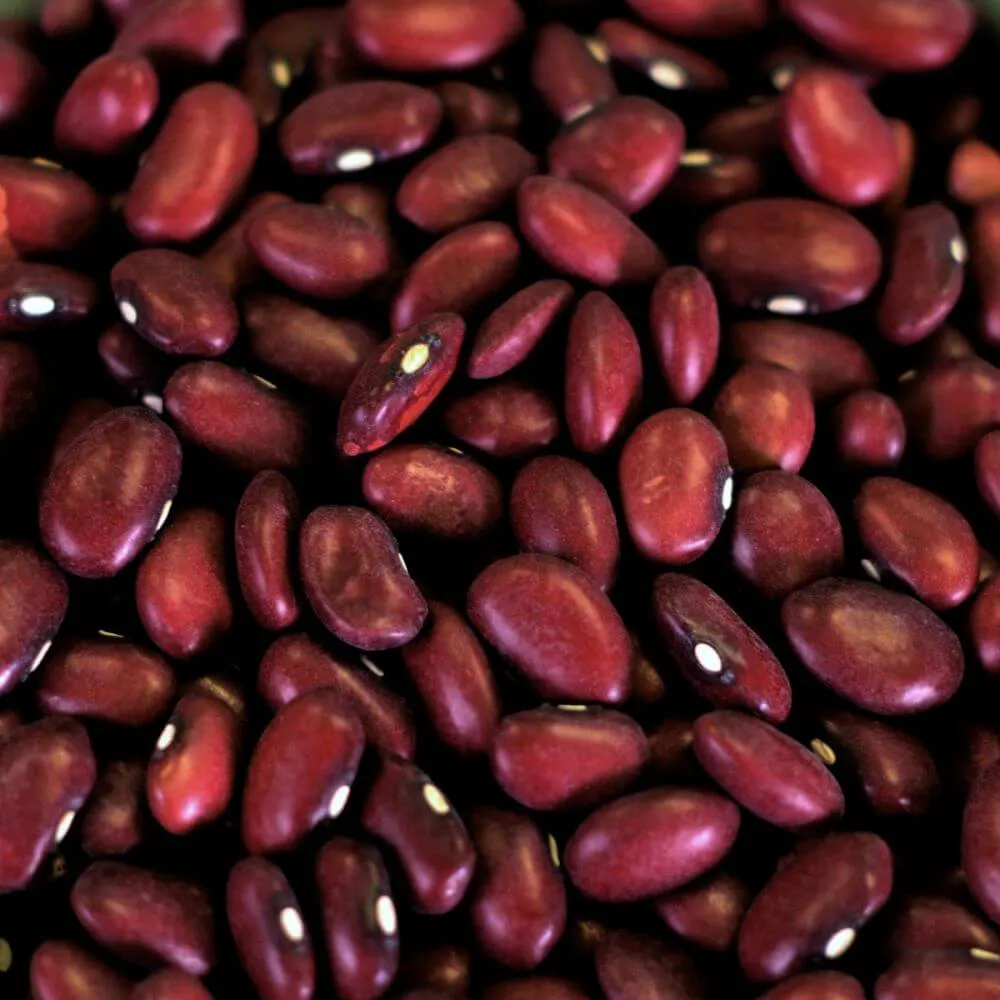 Rainy Day Foods Gluten-Free Small Red Beans Natural 5 Gallon 34 lbs Super Pail - 154 Servings